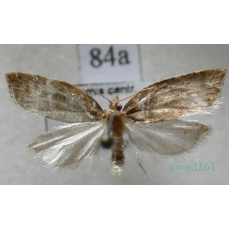 Acleris rhombana (Denis & Schiffermüller, 1775) Czech84a